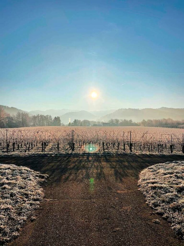 Ballrechten-Dottingen zwischen den Weinreben mit Blick auf den Schwarzwald.  | Foto: Magnus v. Cramm