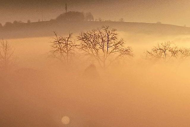 Die Friesenheimer Reben im Nebel