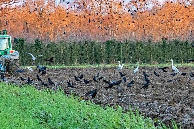 Hitchcocks Vgel bei Opfingen