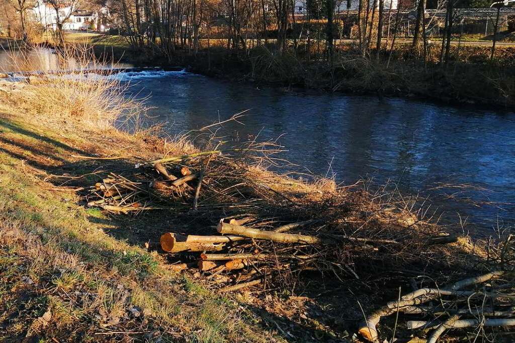 Bürger beschweren sich über Baumfällungen für Fischtreppe