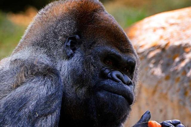 Der lteste mnnliche Gorilla der Welt ist in den USA gestorben