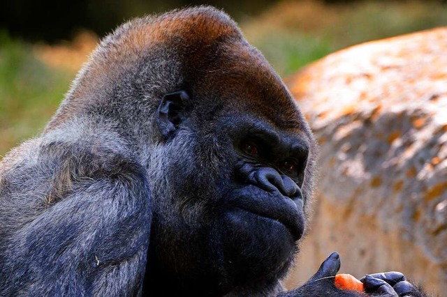 2009 wurde  bei Ozzie als erstem Gorilla weltweit Blutdruck gemessen.  | Foto: Erik S. Lesser (dpa)