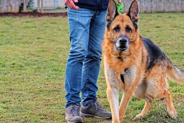 Ein Verein aus Riegel ermöglicht Hunden ein zweites Leben