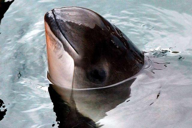Studie belegt Gefahr von Unterwassersprengungen für Schweinswale