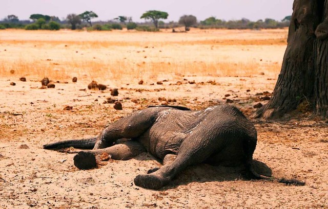Eine extreme Drre hat 2019 in Simbabw..., dass mehr als 200 Elefanten starben.  | Foto: - (dpa)