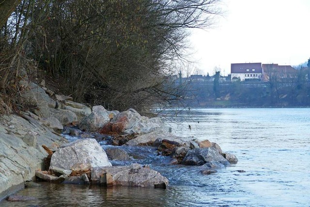 Der Auslauf des Gieenbachs wurde sanft an den Rhein angeglichen.   | Foto: Christoph Giese