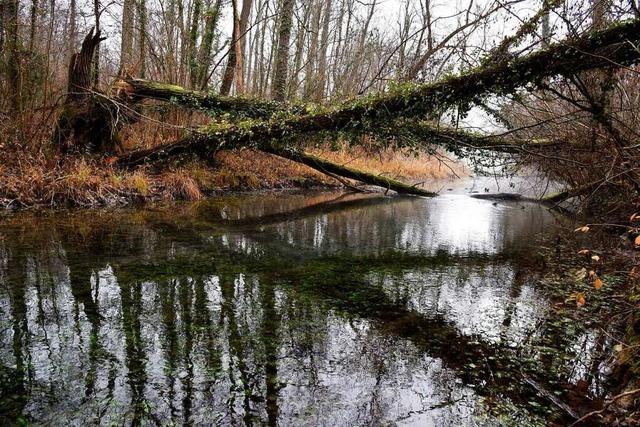 Der Wald zwischen Breisach und Burkheim wird sich ndern