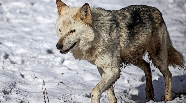 Ein Wolf war wohl nicht verantwortlich fr ein totes Kalb.  | Foto: Hubert Gemmert