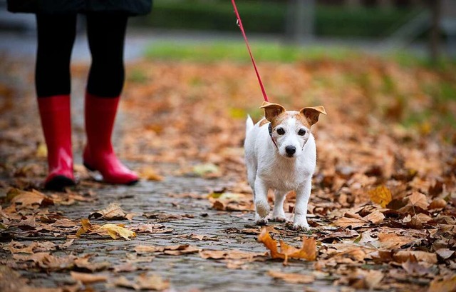 Vor weit mehr als 10000 Jahren zhmte ...on Wlfe, die Vorfahren unserer Hunde.  | Foto: Jan-Philipp Strobel (dpa)