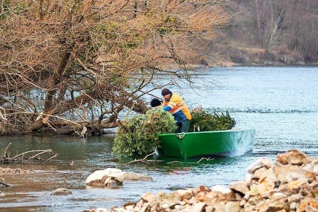 Fischerzunft versenkt Christbäume im Rhein – Polizei kommt