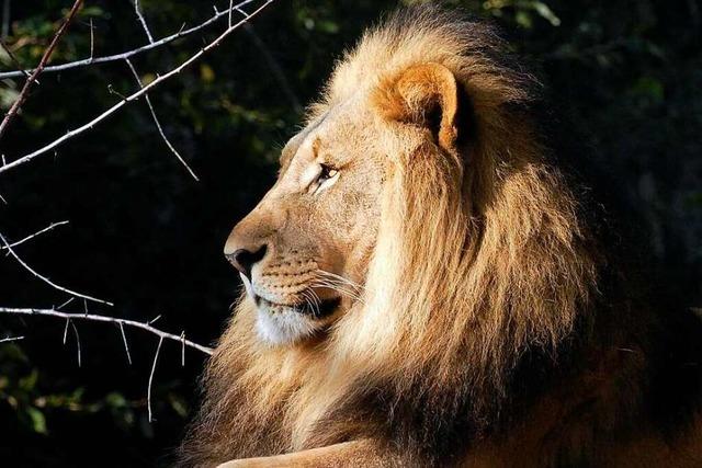 Löwe Mbali stirbt mit 20 Jahren im Basler Zoo