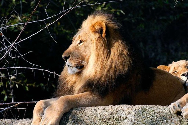 Im Basler Zoo ist der Lwe Mbali in der Nacht auf Freitag gestorben.  | Foto: Copyright Zoo Basel