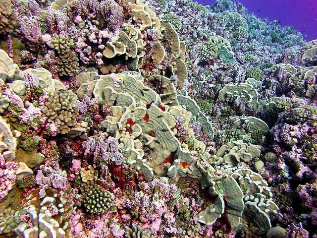 Korallenriff im Marianengraben.  | Foto: Jean KENYON, tc
