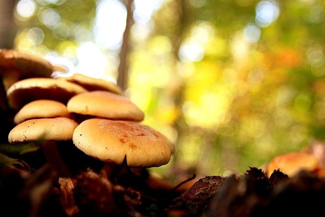 Gut oder nix gut? Pilze  findet der Wanderer am Wegesrand.  | Foto: photocase.de/behrchen