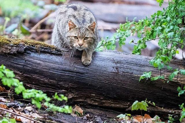 Auf dem Langenhard in Lahr wurde erstmals eine Wildkatze gesichtet