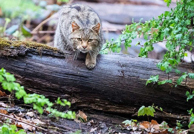 So nah kommt man an Wildkatzen selten ...rd gibt es nun zumindest ein Exemplar.  | Foto: Sebastian Gollnow (dpa)