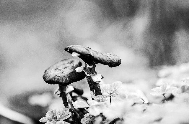 Der Schwarzwald bietet eine groe Vielfalt an Pilzen.  | Foto: Carlotta Huber
