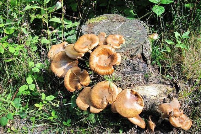 Die Pilze im Hochschwarzwald bergen noch viele Geheimnisse
