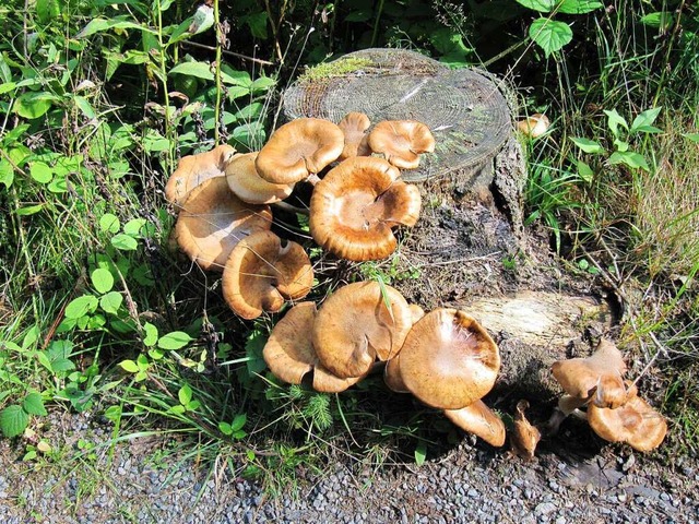 Vielfalt im Wald: Von ber 900 Pilzart...d ihre Verschiedenartigkeit bewundern   | Foto: Thomas Winckelmann