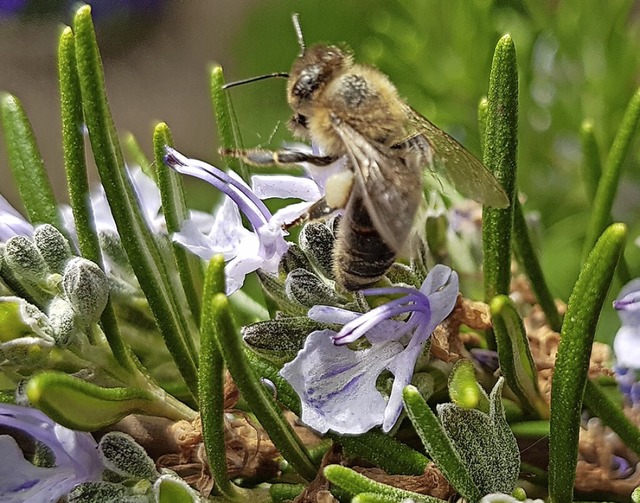 Selbst auf dem Balkon kann Lebensraum fr Insekten geschaffen werden.  | Foto: Julius Wilhelm Steckmeister