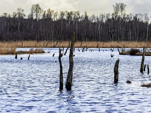 Ein Teil des ber Jahrzehnte abgetorft...in  wurde erfolgreich wieder vernsst.  | Foto: Markus Scholz (dpa)