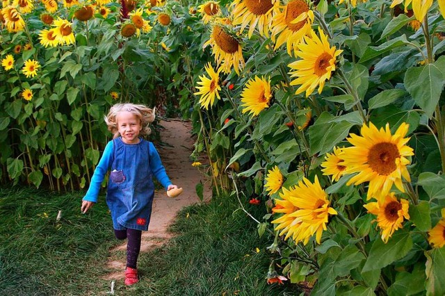 Im Sonnenblumenlabyrinth.  | Foto: Uwe Zucchi