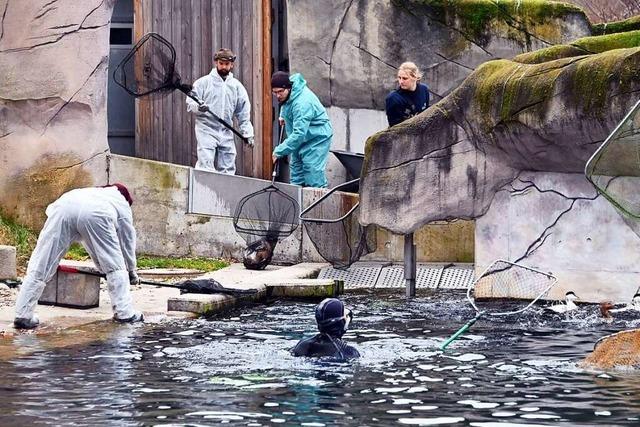 Nach Ausbruch der Vogelgrippe muss Karlsruher Zoo schließen