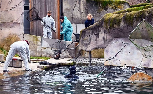 Vogelgrippe-Verdacht im Karlsruher Zoo  | Foto: Uli Deck (dpa)