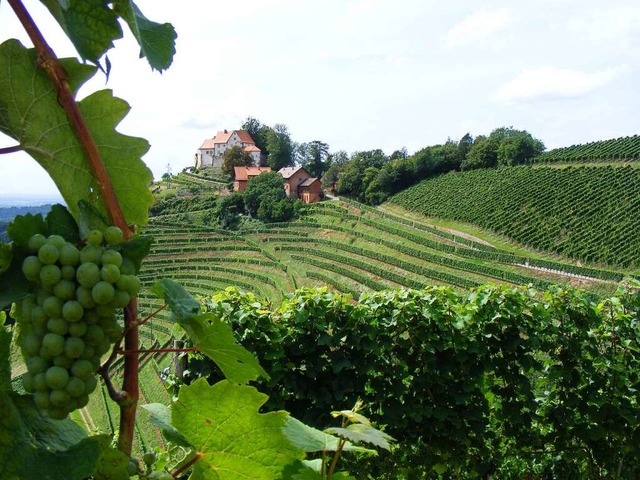 In Reben gebetttet: Schloss Staufenberg   | Foto: PascalCames