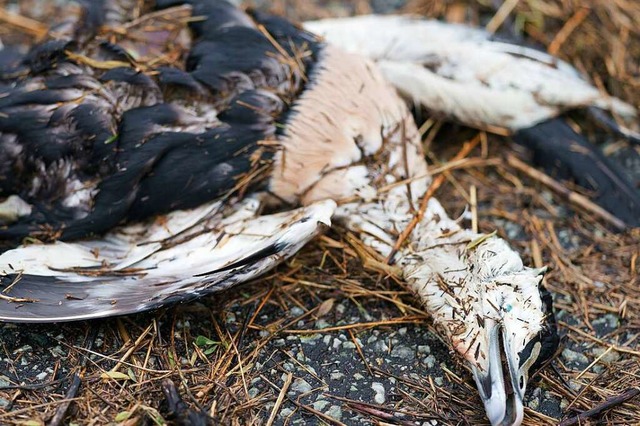 Eine Eiderente liegt tot am Strand der Nordsee.  | Foto: Axel Heimken (dpa)