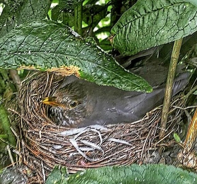 Eine Amsel brtet im Gartenstrauch.  | Foto: Barbara Ruda