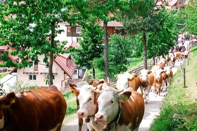 Gefhrte Wanderung der Bergwacht Wieden mit Jungviehauftrieb