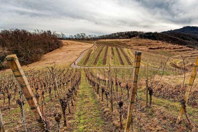 Winzer der Amolterer Heide wollen Natur und Weinbau in Einklang bringen