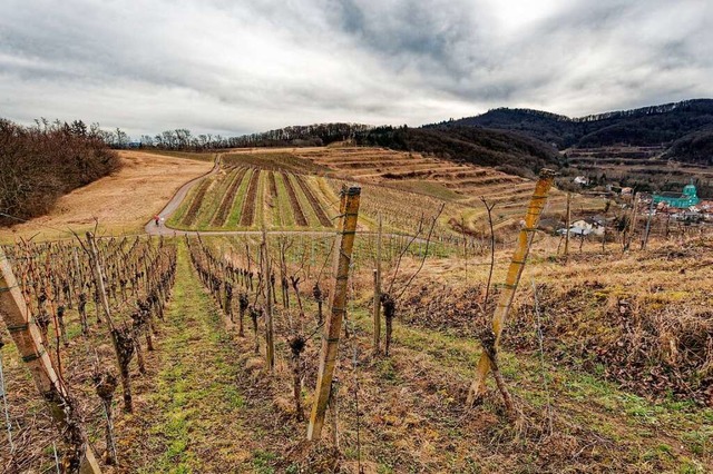 Weinbau auf der Amolterer Heide: Blick...nd Magerwiesen Richtung Katharinenberg  | Foto: Martin Wendel