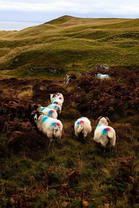 Schafe unterwegs auf der Insel Harris ...n Insel verteilt und nicht eingezäunt.  | Foto: Kristin Bethge