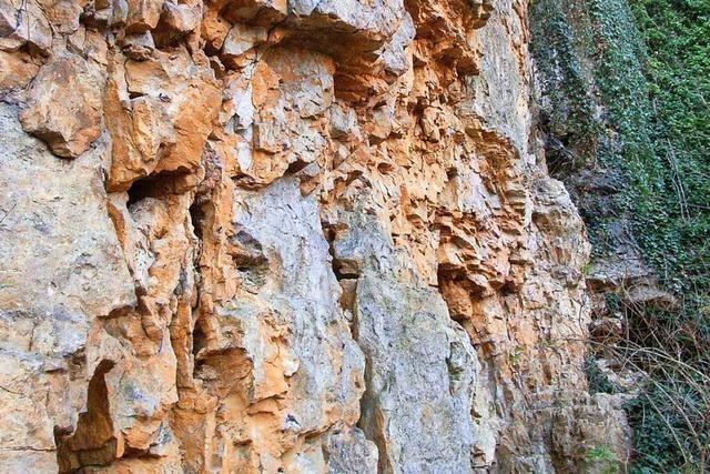 Im alten Steinbruch bei Munzingen finden nicht nur Turmfalken und Fledermuse Unterschlupf