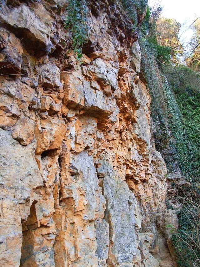 Kalkfelswand im Naturdenkmal Oberes Steingbel bei Munzingen  | Foto: Andreas Braun