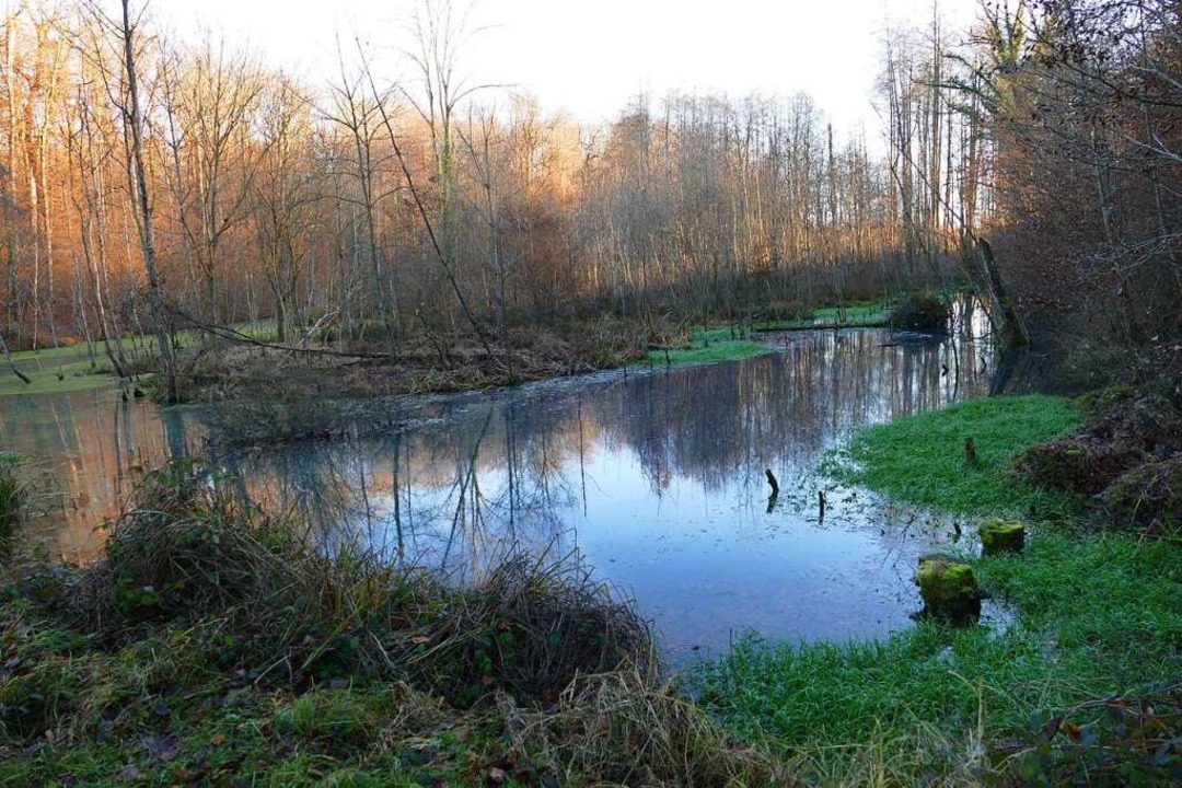 Eine schöne Ecke, die einen Spazierweg lohnt: der Teich im Egringer Wald  | Foto: Victoria Langelott