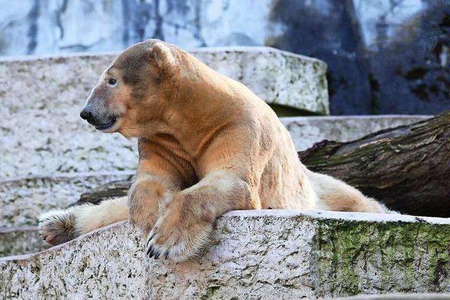 Eisbär Blizzard aus dem Karlsruher Zoo ist gestorben