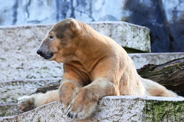 Blizzard war nach Angaben des Zoos im ...harlotte. Blizzard wurde 15 Jahre alt.  | Foto: Ida Jaag (dpa)