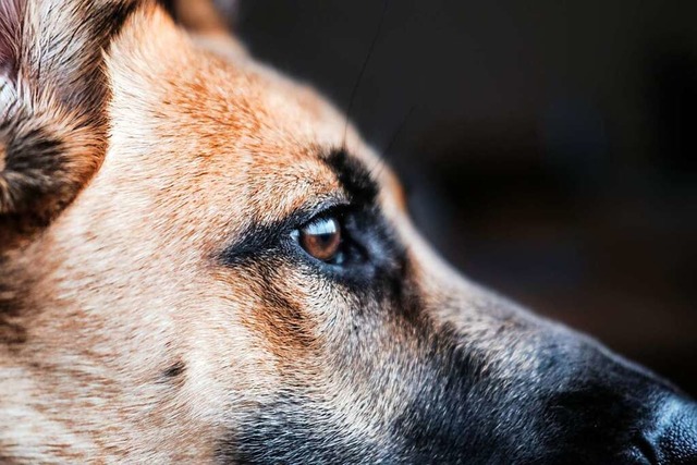 Es soll sich um einen Schferhund mit ...n Flecken gehandelt haben (Symbolfoto)  | Foto: Lesly Juarez (unsplash.com)