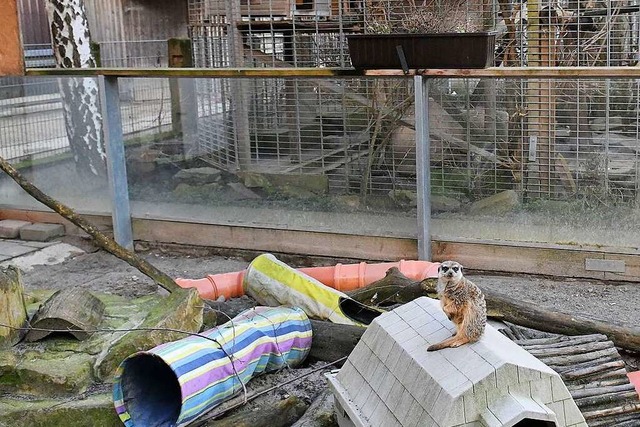 Auf dem Gnadenhof der THRO in Ichenheim leben derzeit auch Erdmnnchen.  | Foto: Wolfgang Knstle