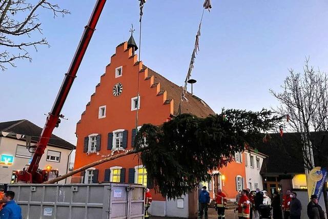 In Gottenheim steht seit Montag auch der Bürgermeisterbaum