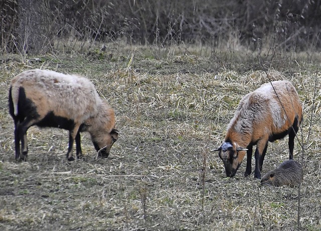 An einem Gewsser des Angelsportverein...merunschafe und Nutria Seite an Seite.  | Foto: Roland Vitt