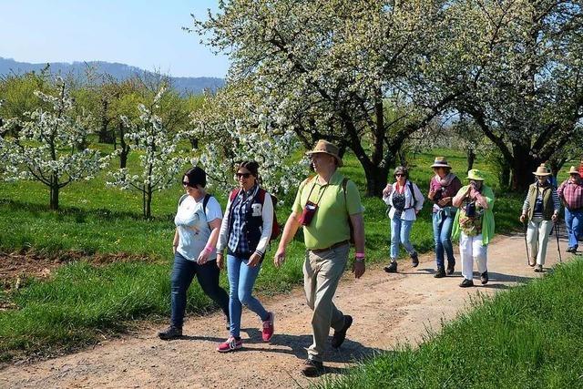 Im April gibt es wieder eine Blütenwanderung rund um Königschaffhausen