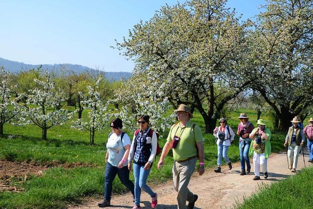 Genussvoll wandern durch blhende Obst...mer Anfang April in Knigschaffhausen.  | Foto: Roland Vitt