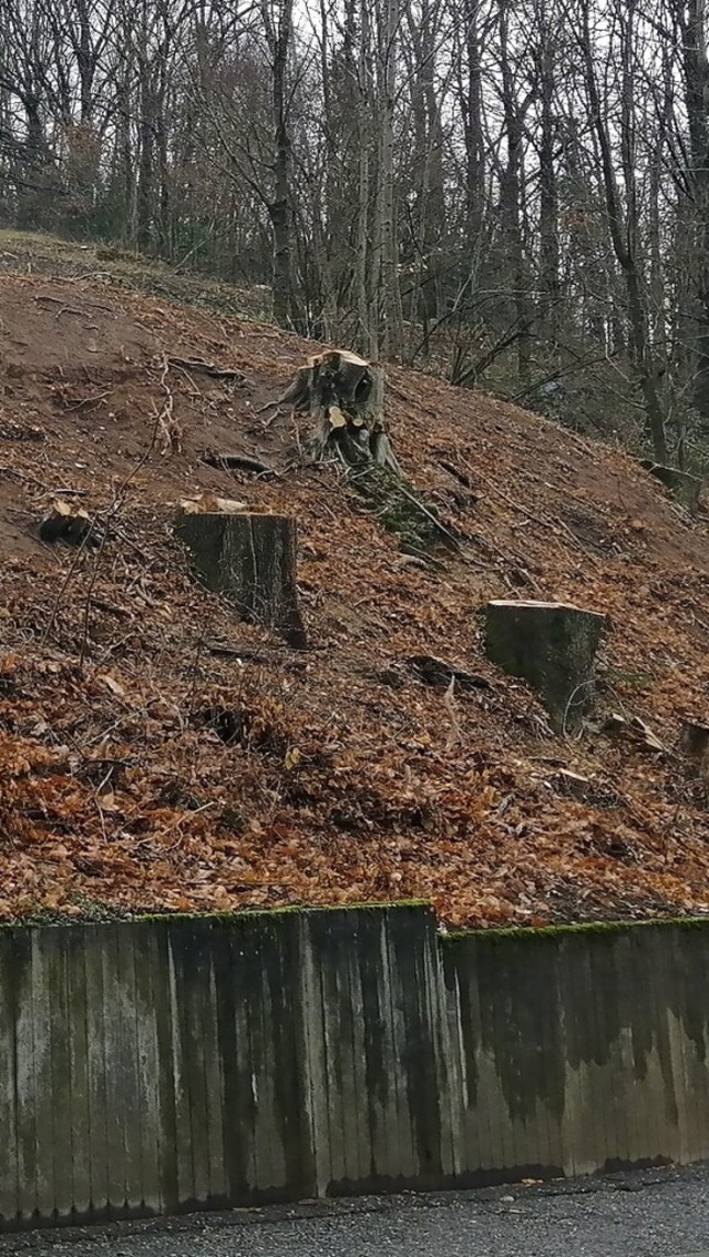 Die Fllaktion am Ebertle in Kollnau hat fr rger gesorgt.  | Foto: Sylvia Sredniawa