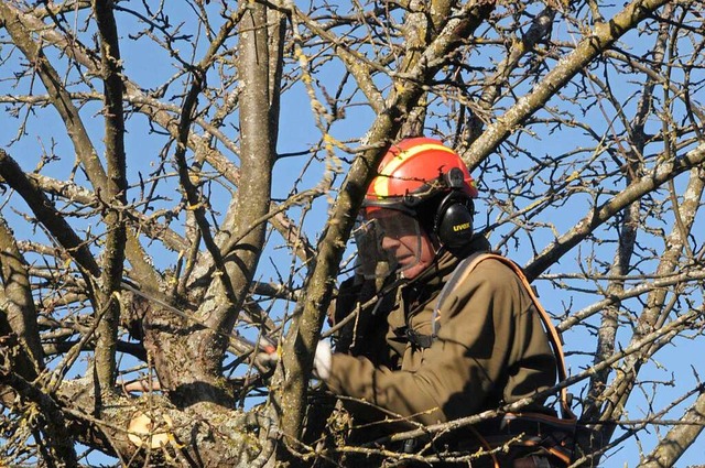 Mit dem richtigen Schnitt kann man man... Haltingen einen alten Baum beschnitt.  | Foto: Regine Ounas-Krusel