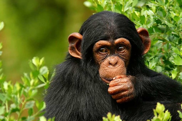Kind eines Schimpansen  | Foto: ff