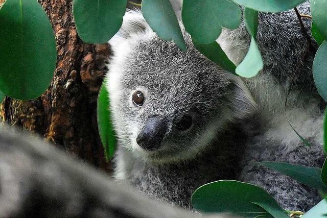 Australien will Koalas besser schtzen